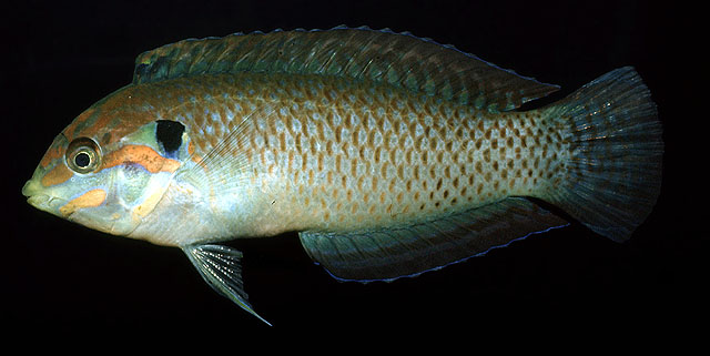 Macropharyngodon kuiteri Randall, 1978